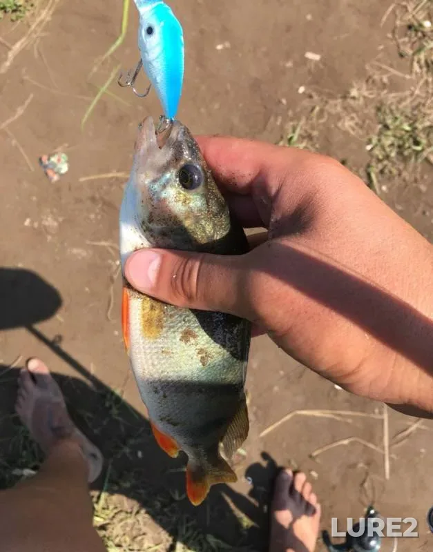 Perch — Usen, Aug 04, 2018