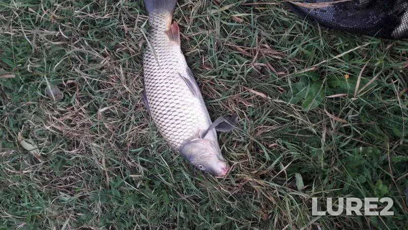 Carp — Syun, Aug 07, 2018