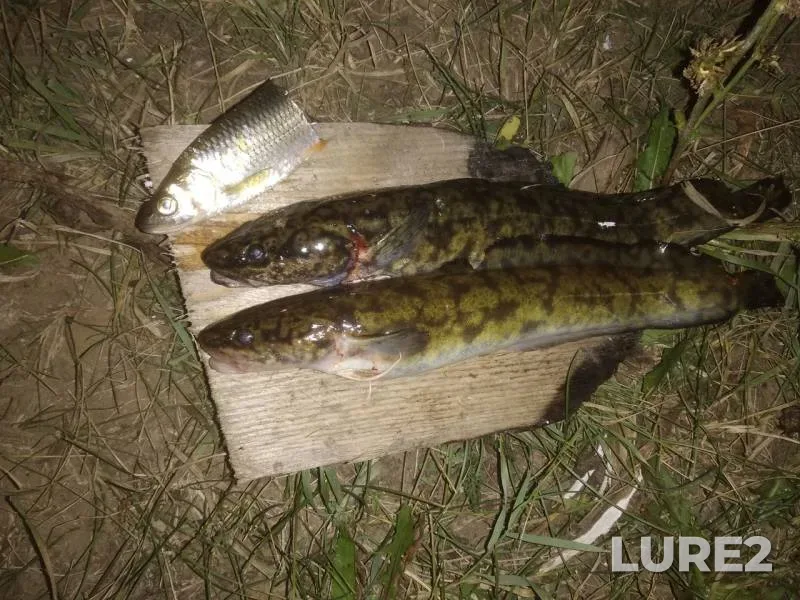 Burbot — Ik, Aug 15, 2018