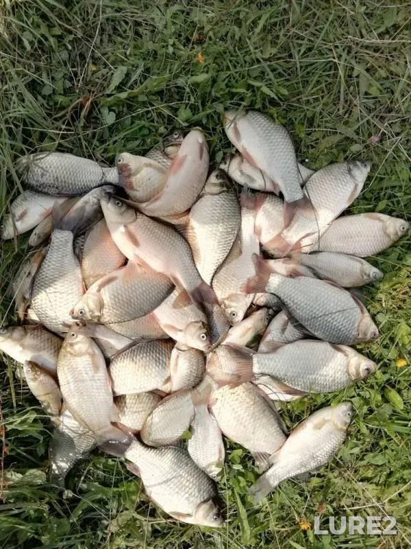 Crucian carp — Sarysh, Aug 16, 2018