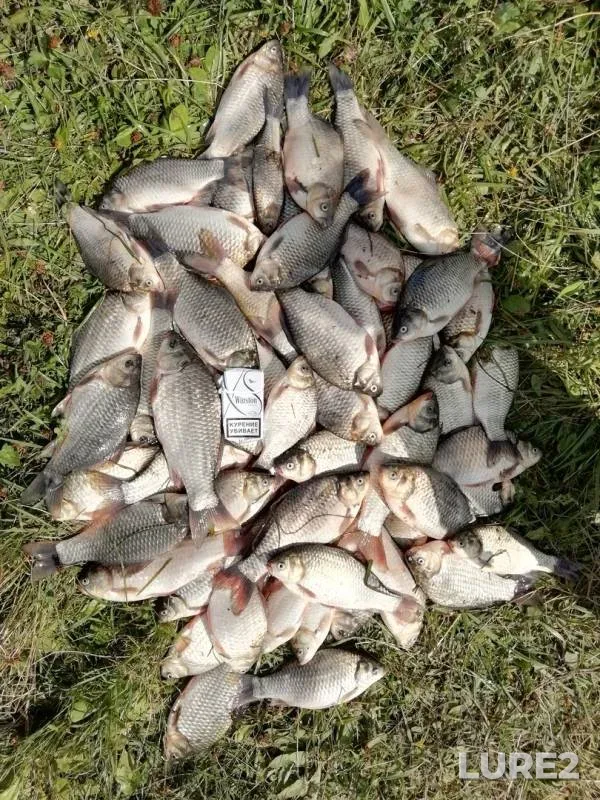 Crucian carp — Sarysh, Aug 19, 2018