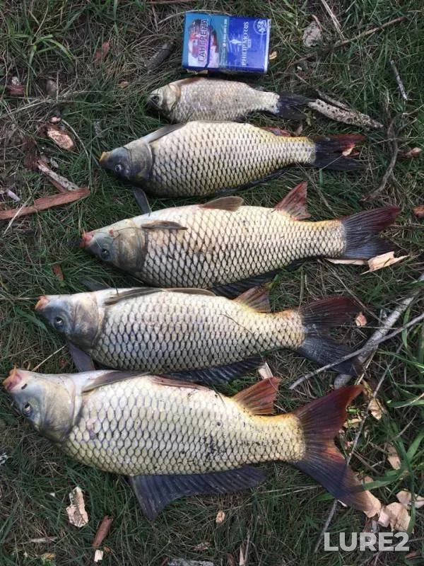 Crucian carp — Tashly-Kul, Aug 29, 2018