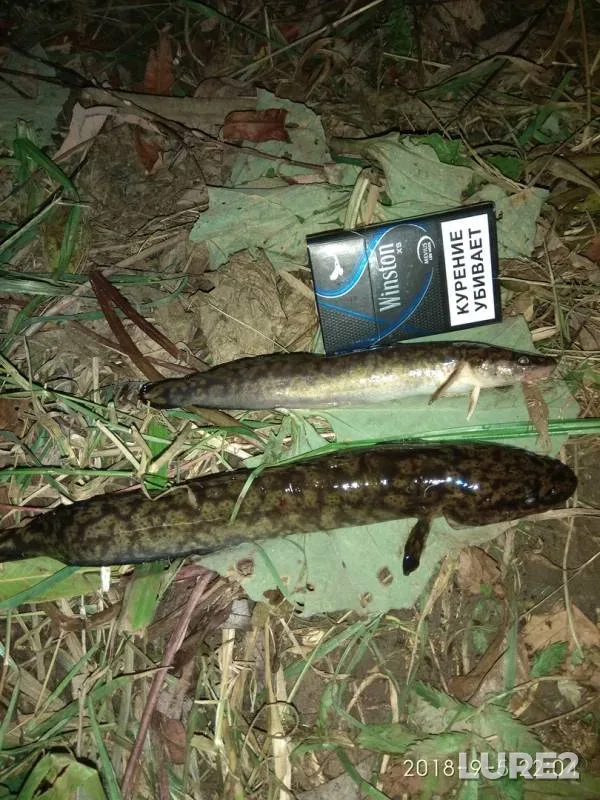 Burbot — Yutaza, Sep 05, 2018