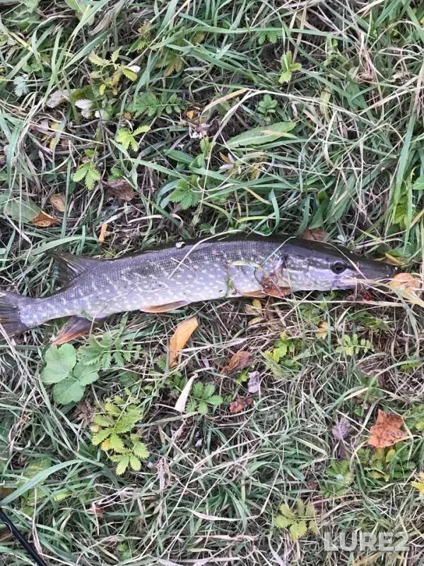 Pike — Dymka, Oct 14, 2018
