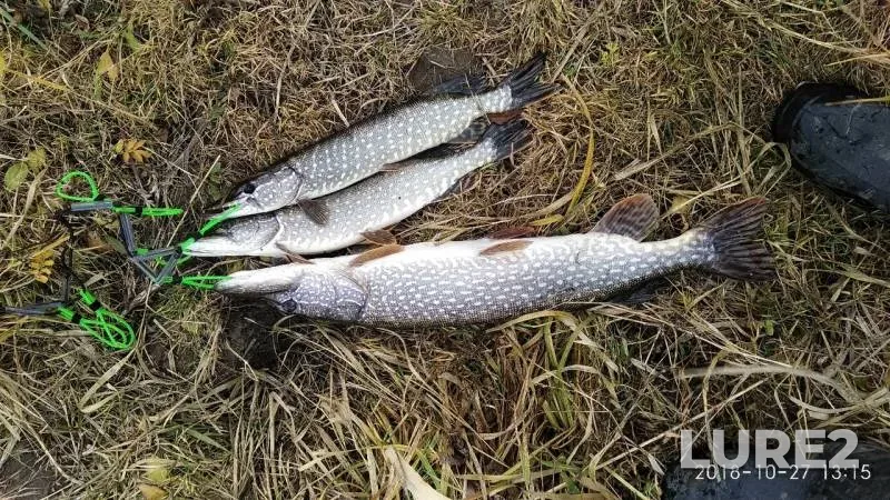 Pike — Ik, Oct 27, 2018