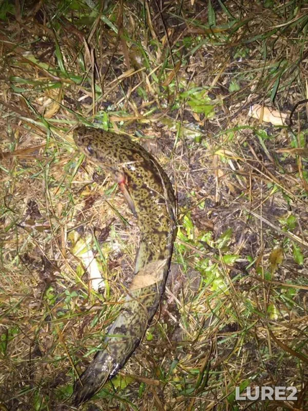 Burbot — Ik, Nov 07, 2018