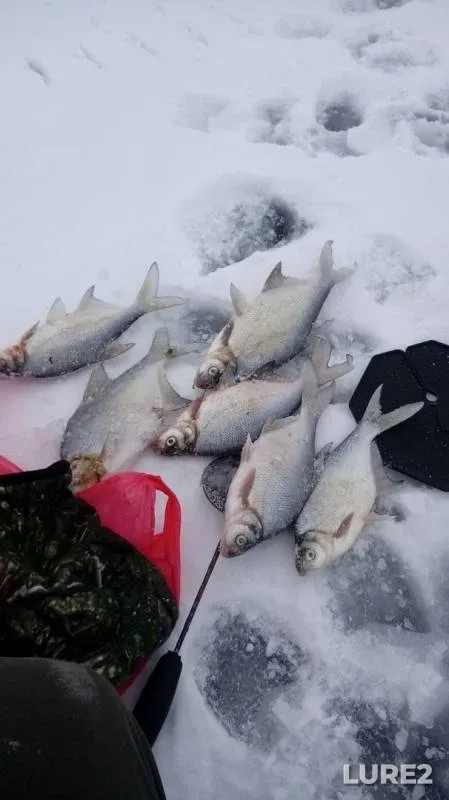 Bream — Kandry-Kul, Jan 28, 2019