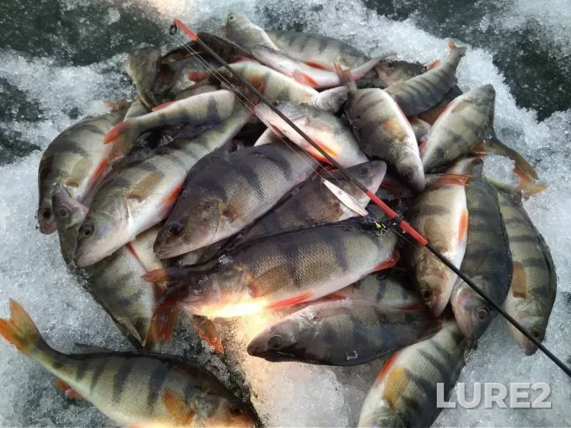 Perch — Kandry-Kul, Apr 11, 2019