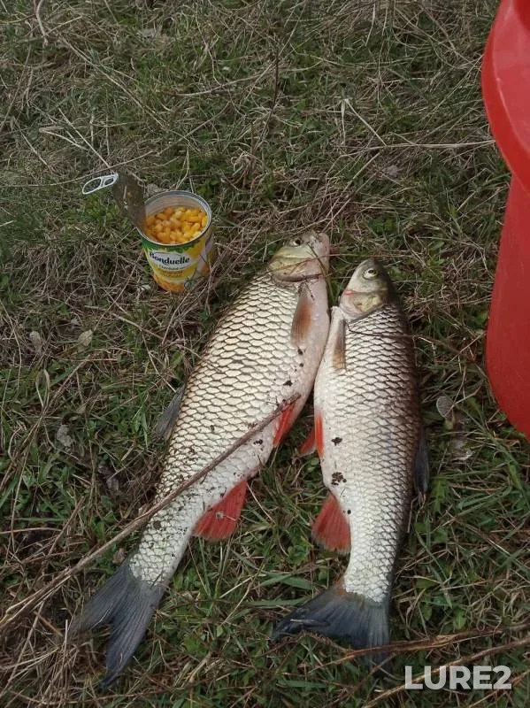 Chub — Ik, May 01, 2019
