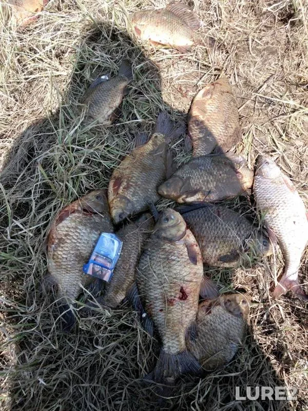 Crucian carp — protoka Kabovaya, May 08, 2019