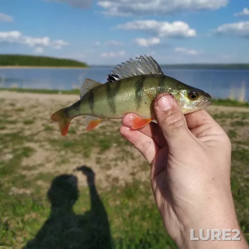 Perch — Kandry-Kul, May 10, 2019