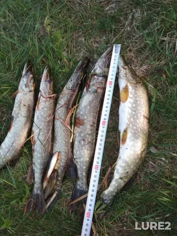 Pike — Ik, May 10, 2019