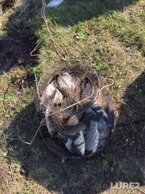 Crucian carp — Respublika Bashkortostan, May 11, 2019