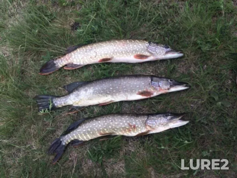 Pike — Dymka, May 19, 2019