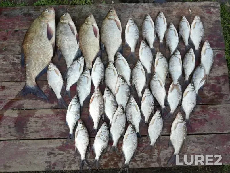 Bream — Loshanskoye, Jun 05, 2019