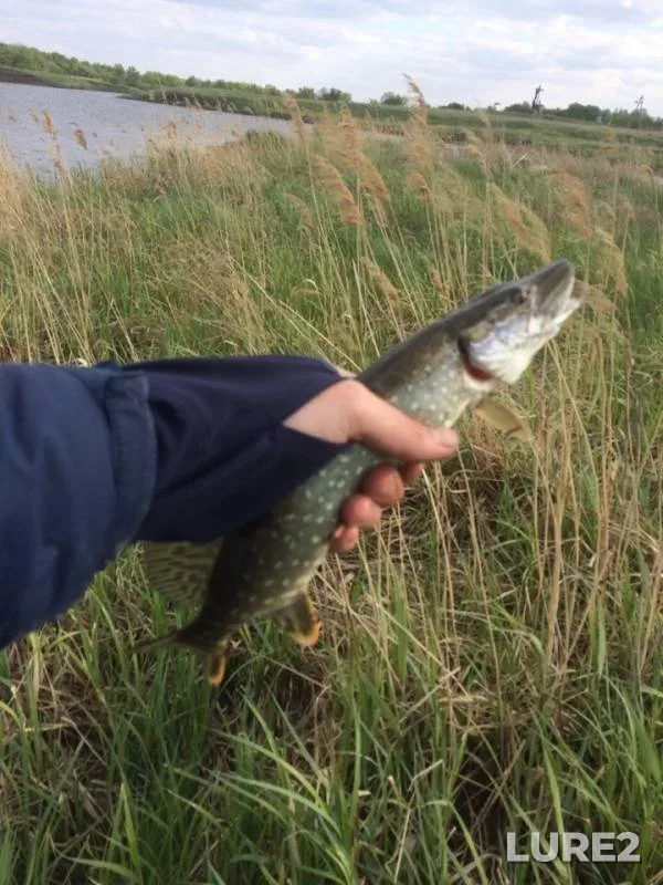 Pike — Dymka, May 21, 2019