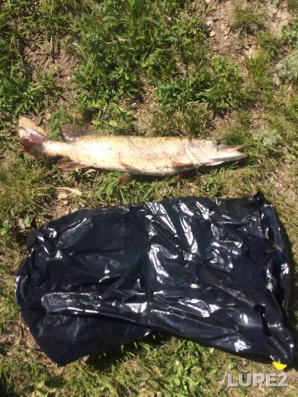 Pike — Ik, May 25, 2019