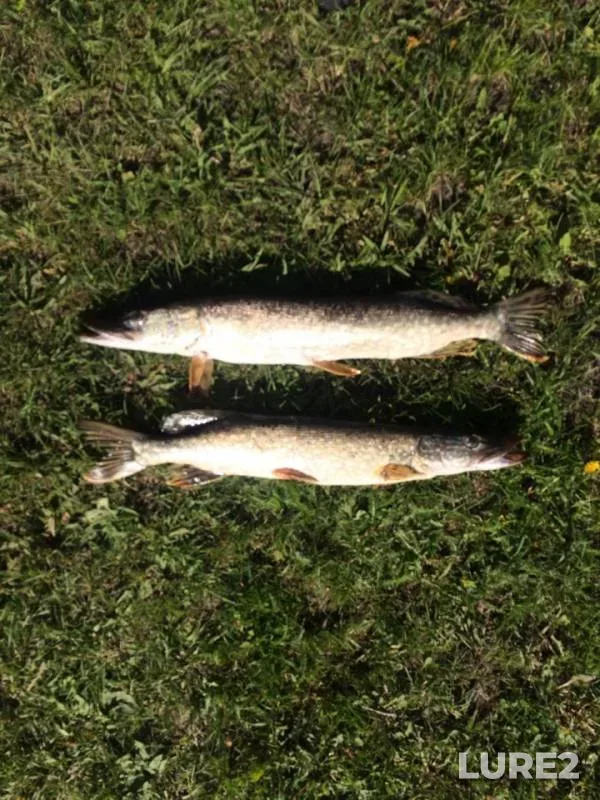 Pike — Ik, May 26, 2019