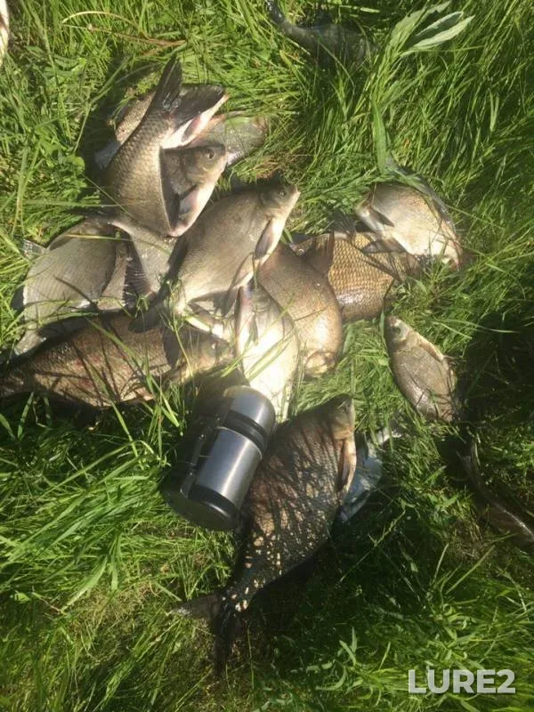 Bream — Ik, May 30, 2019