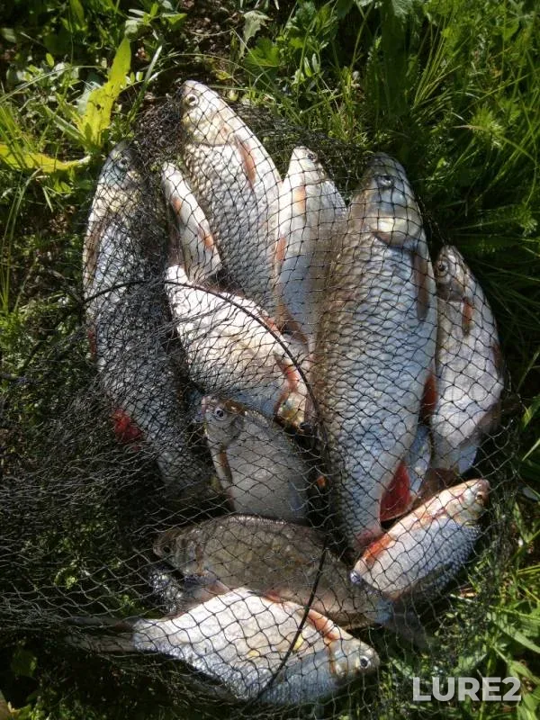 Chub, Roach — Belaya, May 31, 2019
