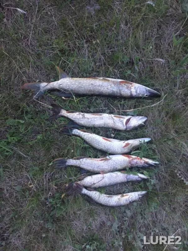 Pike — Dymka, Jun 06, 2019