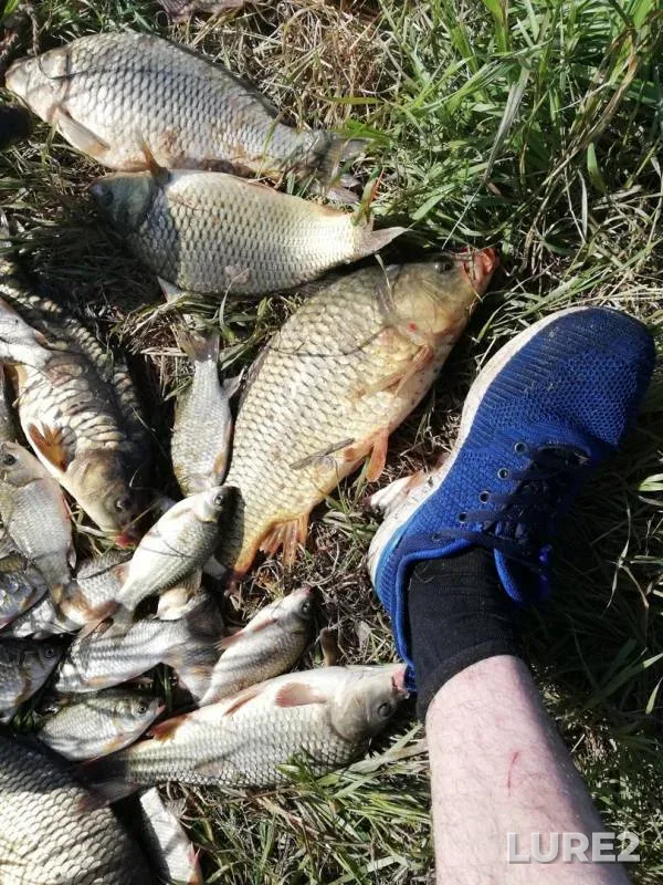 Carp, Crucian carp — Syun, Jun 09, 2019