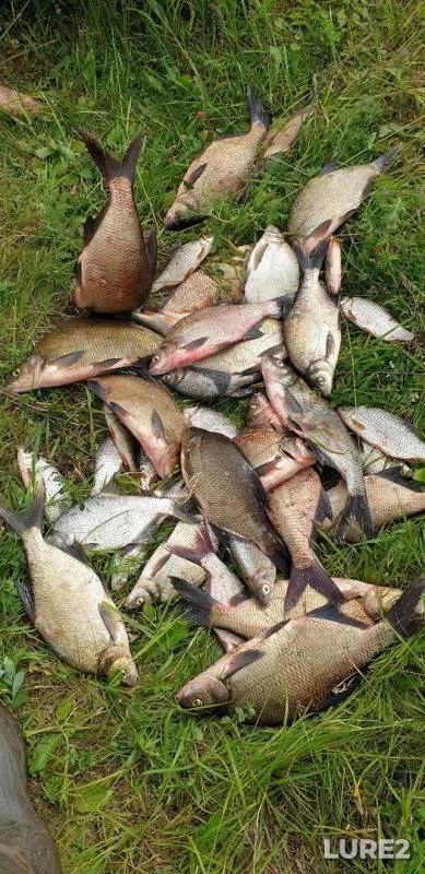 Bream — Belaya, Jun 17, 2019