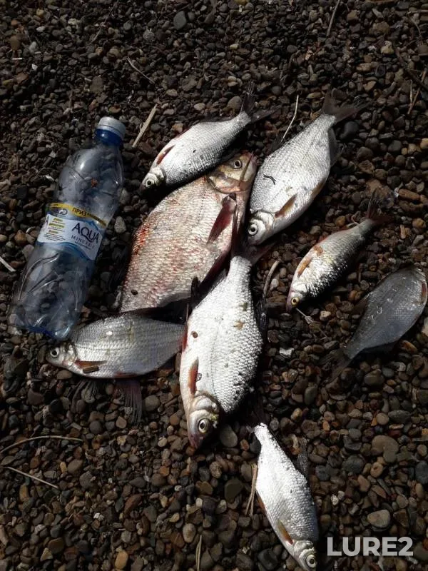 Bream, Roach — Kama, Jun 24, 2019