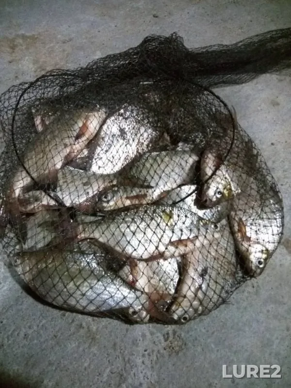 White bream — Belaya, Jul 02, 2019