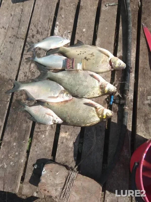Bream — Ik, Jul 08, 2019