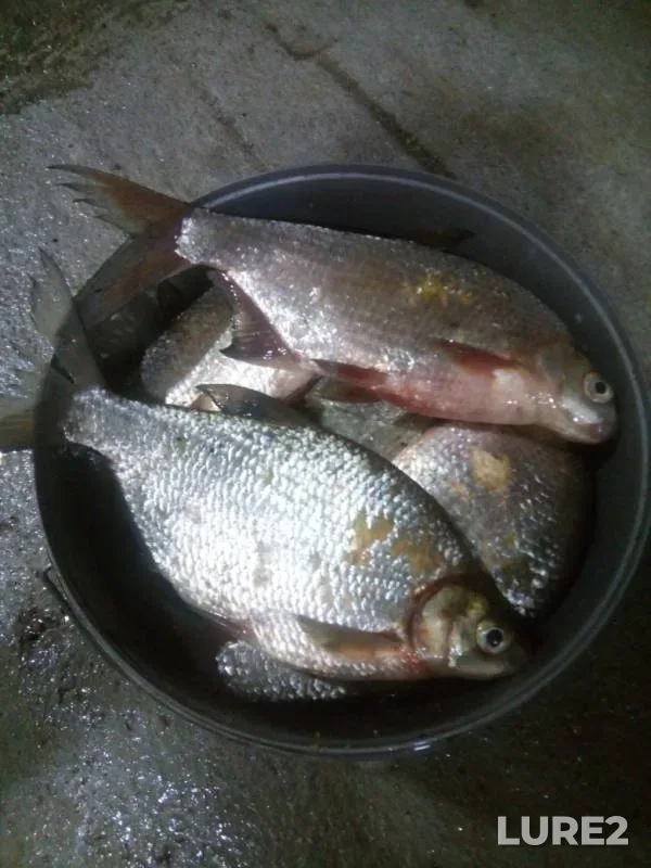 White bream — Belaya, Jul 10, 2019