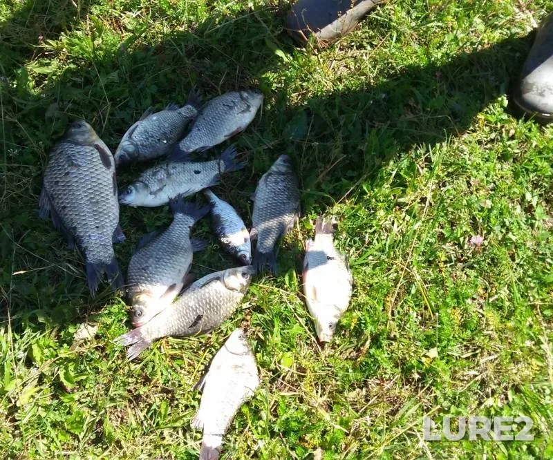 Crucian carp — Izyashka, Jul 11, 2019