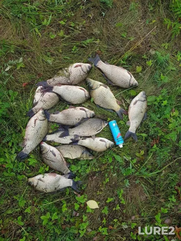 Crucian carp — Respublika Bashkortostan, Jul 15, 2019