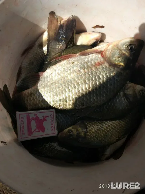 Crucian carp — Severgan, Jun 12, 2019