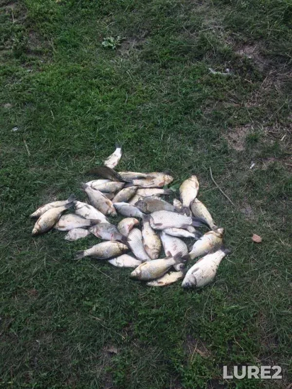Crucian carp — Yavshildy, Jul 21, 2019