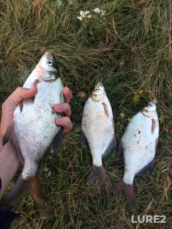 Bream — Usen, Jul 23, 2019