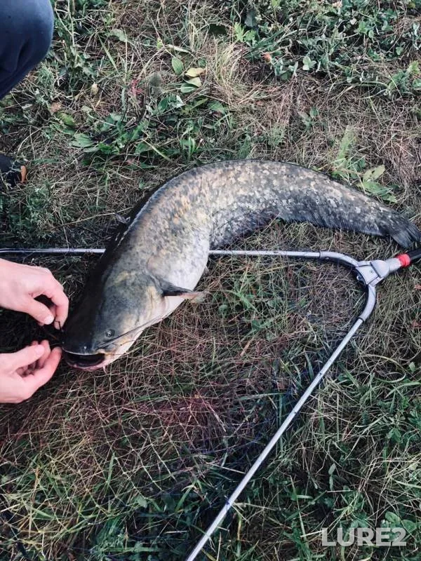 Wels catfish — Altyn-kul, Jul 29, 2019