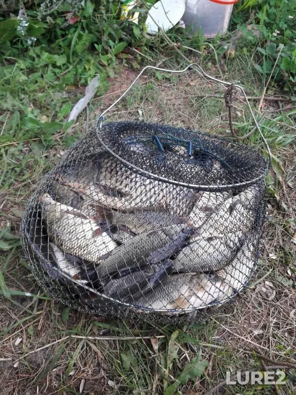 Carp — Tashly-Kul, Jul 31, 2019