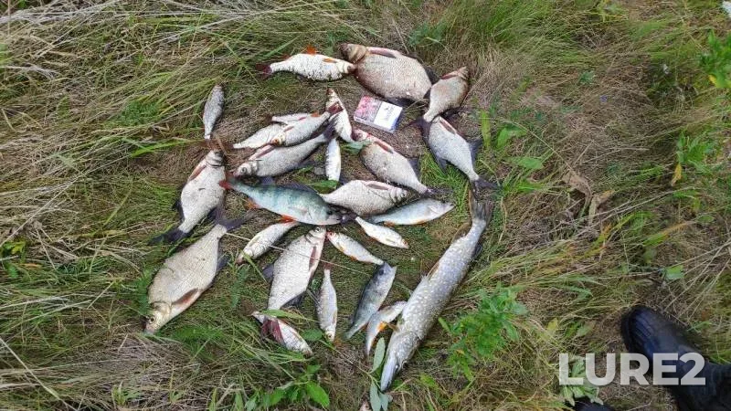 Bream, Perch — Ik, Aug 03, 2019