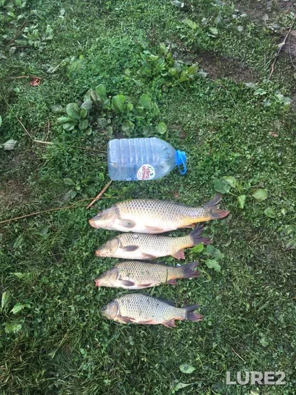 Carp — Mata, Aug 07, 2019