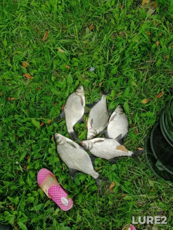 Bream — Ik, Aug 17, 2019