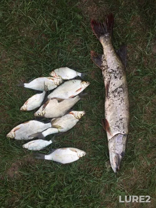 Pike, White bream — Ik, Aug 21, 2019
