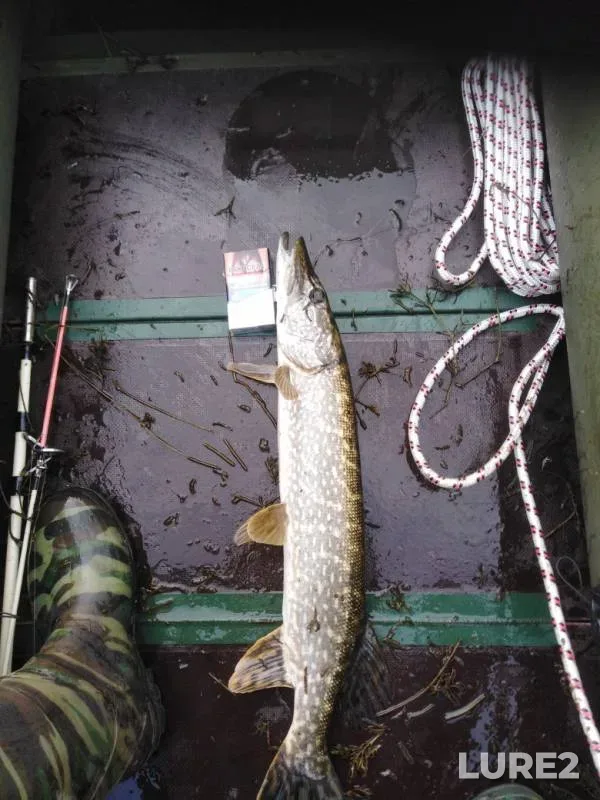 Pike — Yermekeyevskoye, Sep 15, 2019