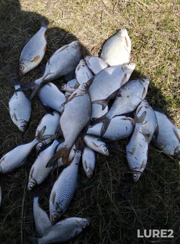 Roach, White bream — Elbak-Kul, Apr 27, 2019