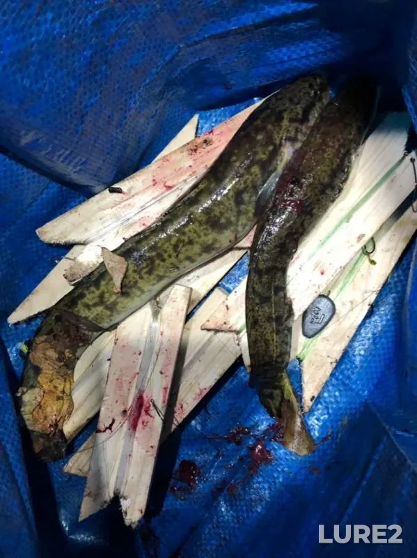 Burbot — Yutaza, Sep 26, 2019