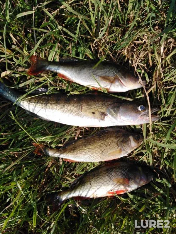 Perch, Zander — Desna, Jun 23, 2019