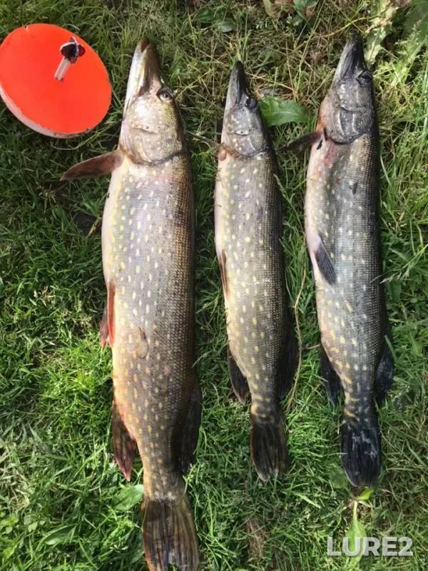 Pike — Bryanskaya oblast, Oct 05, 2018