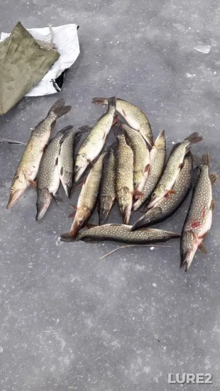 Pike — Astrakhanskaya oblast, Narimanovskiy rayon, Feb 03, 2019