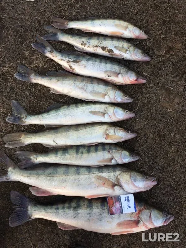 Zander — Shaga Bushma, Feb 09, 2019