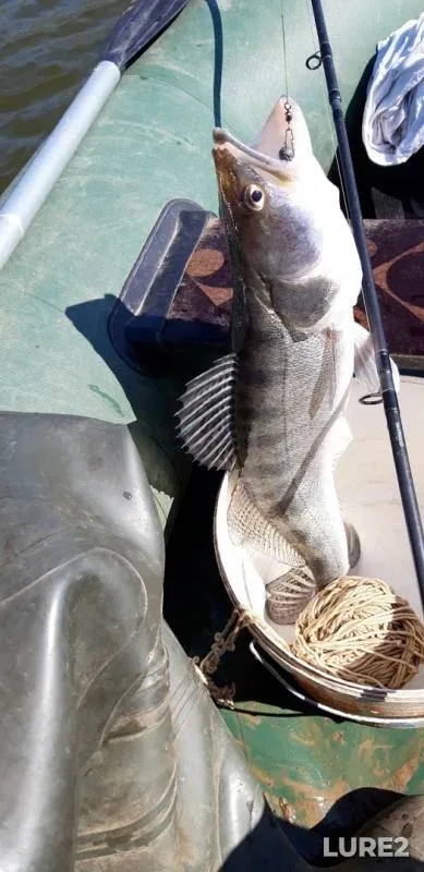 Perch, Pike — Basarga, Apr 13, 2019